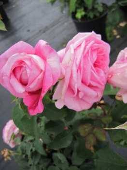 Preview: Englische Rose Gertrude Jekyll