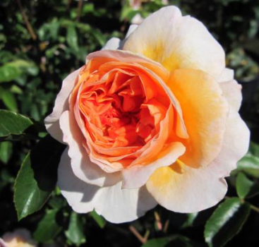 Preview: Englische Rose Port Sunlight