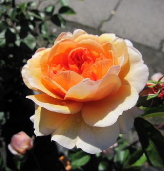 Preview: Englische Rose Port Sunlight