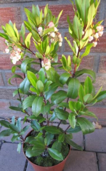 Westlicher Erdbeerbaum