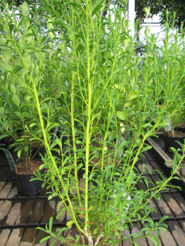 Preview: Eriostemon myoporoides 2