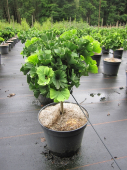 Ginkgo biloba Troll