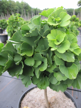 Ginkgo biloba Troll