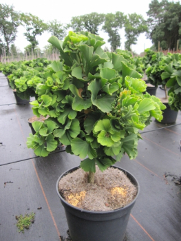 Ginkgo biloba Troll