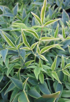 Himmelsbambus Lemon Lime