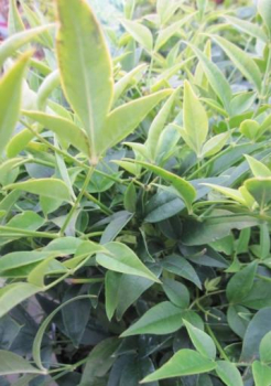 Preview: Himmelsbambus Lemon Lime