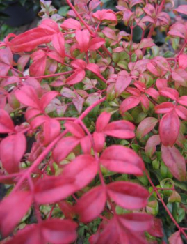 Preview: Himmelsbambus Curly Obsessed