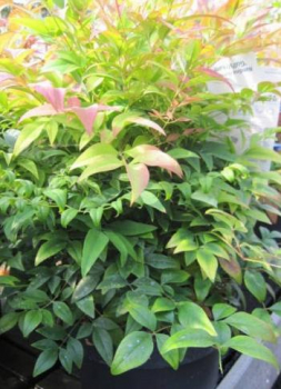 Preview: Himmelsbambus Gulf Stream