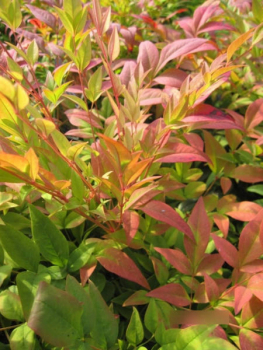 Himmelsbambus Gulf Stream