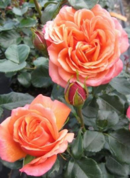 Preview: Hochstammrose Rose Coral Lions Rose