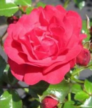 Preview: Hochstammrose Gärtnerfreude