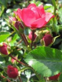 Preview: Hochstammrose Gärtnerfreude