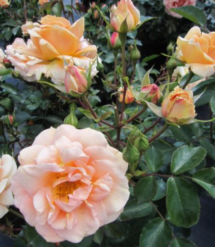 Hochstammrose Impala