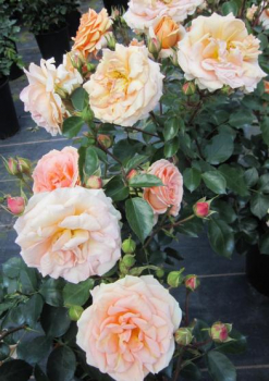 Hochstammrose Impala