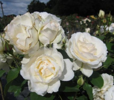 Preview: Hochstammrose Princess of Wales