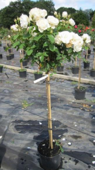 Preview: Hochstammrose Princess of Wales