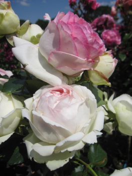 Hochstammrosen Eden Rose 85