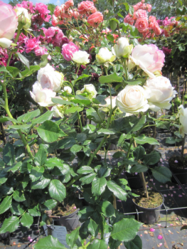 Preview: Hochstammrosen Eden Rose 85