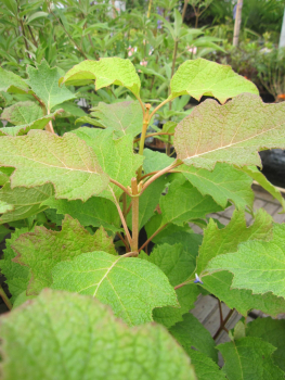 Preview: Hydrangea quercifolia Burgundy  3