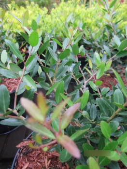 Zwergige Stechpalme Nana