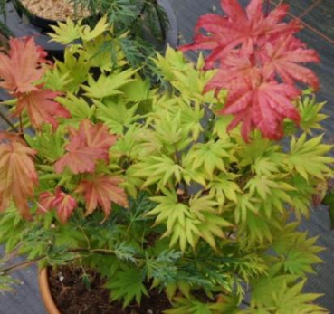 Japanischer Goldahorn Autumn Moon