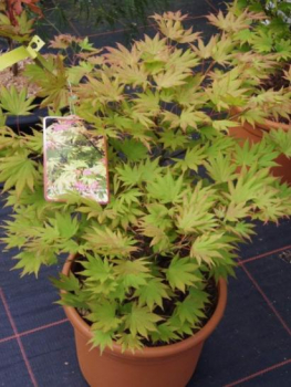 Preview: Japanischer Goldahorn Autumn Moon