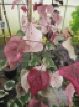 Cercis canadensis Carolina Sweetheart 1