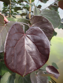 Cercis canadensis Forest Pansy - Roter Judasbaum Forest Pansy 80-100cm