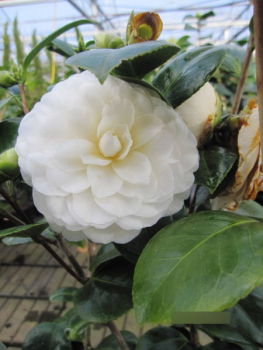 Japanische Kamelie Jose Marques Loureiro