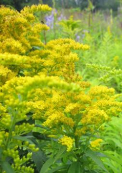 Preview: Kanadische Goldrute Goldkind