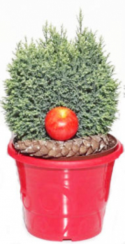 Preview: Kegelzypresse Snow White