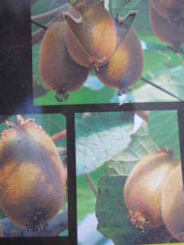 Kiwi Jenny