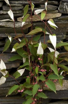Actinidia pilosula 80-100 Actinidia pilosula (80-100 cm) Kiwi