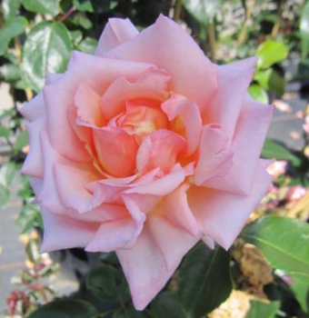 Kletterrose Compassion