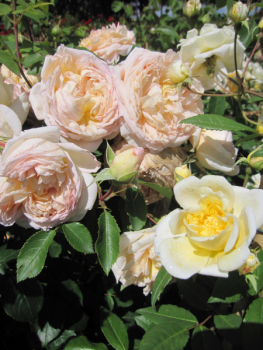 Kletterrosen Bathsheba