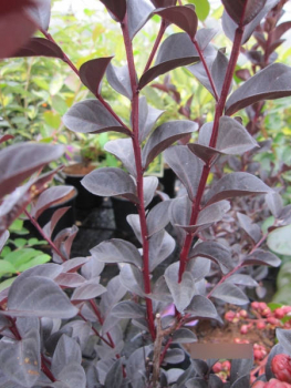 Preview: Kräuselmyrte Purely Purple