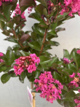 Preview: Hochstamm Chinesische Kräuselmyrte Purple Star