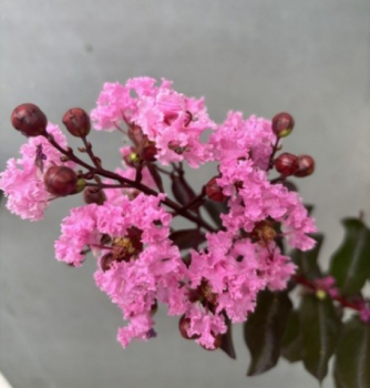 Preview: Hochstamm Chinesische Kräuselmyrte Rhapsody in Pink