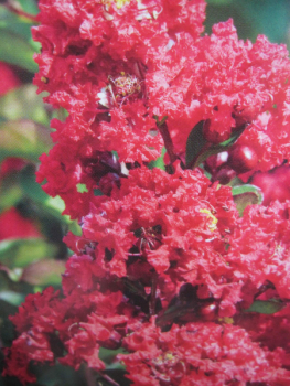 Chinesische Kräuselmyrten Ruffled Red Magic