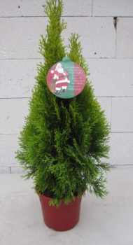 Lebensbaum Golden Smaragd Thuja