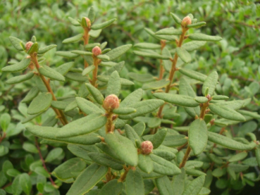 Preview: Ledum groenladicum compacticum 2