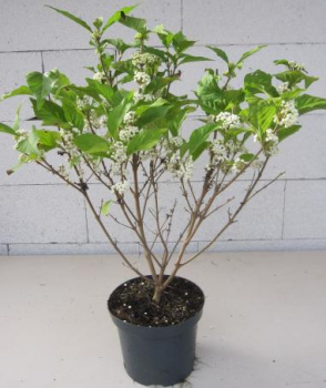 Preview: Liebesperlenstrauch Magical Snowstar