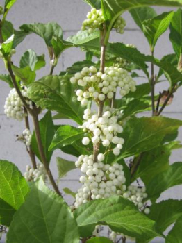 Liebesperlenstrauch Magical Snowstar