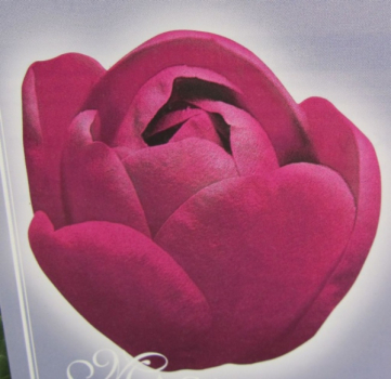 Magnolie Black Tulip