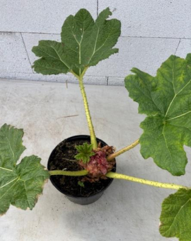 Brasilianisches Mammutblatt