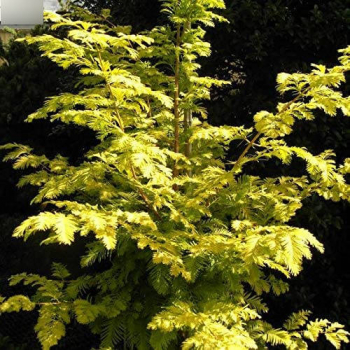 Metasequioa glyptostroboides Goldrush