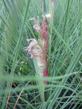 Kleines Pampasgras Lilliput