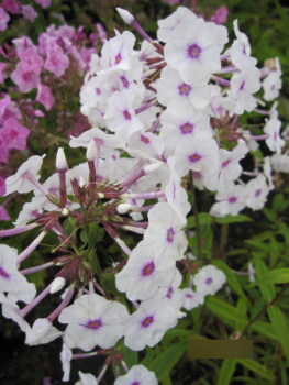 Preview: Flammenblume Reine de Jour  Phlox