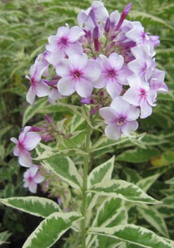 Hoher Phlox Darwins Joyce