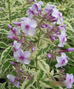 Preview: Hoher Phlox Darwins Joyce